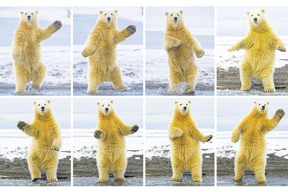 The dancing bear full effect pictures